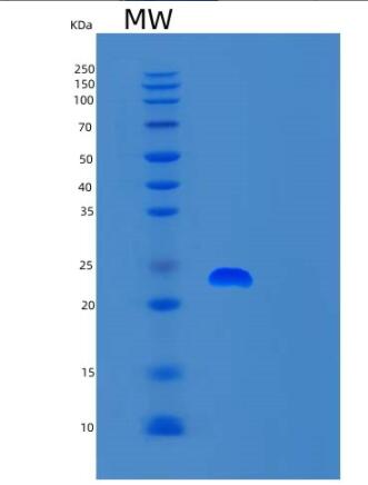 Recombinant Human SNAP23 Protein