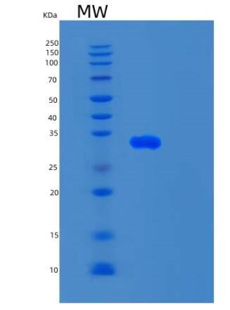 Recombinant Human SMUG1 Protein