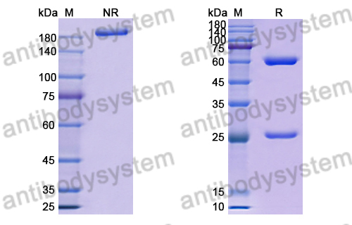 Research Grade Anti-RSV F/Fusion glycoprotein F0 (hRSV90) (DVV02813)