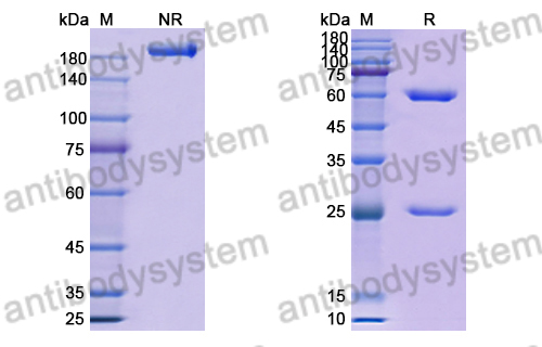 Research Grade Anti-RSV F/Fusion glycoprotein F0 (RSB1) (DVV02819)