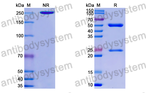 Research Grade Anti-RSV F/Fusion glycoprotein F0 (ADI-14359) (DVV02811)