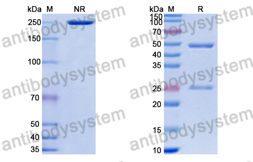 Anti-HRSV-A F/Fusion glycoprotein F0 Antibody (191E4#) (DVV08401)