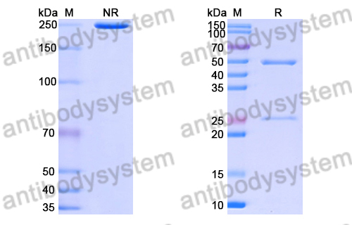 Anti-HRSV-A F/Fusion glycoprotein F0 Antibody (15B3)