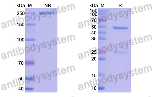 Research Grade Anti-RSV F/Fusion glycoprotein F0 (CR9501)