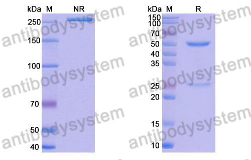 Research Grade Anti-RSV F/Fusion glycoprotein F0 (hRSV106) (DVV02814)