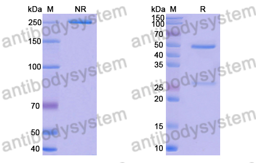 Research Grade Anti-RSV F/Fusion glycoprotein F0 (R1.42) (DVV02815)