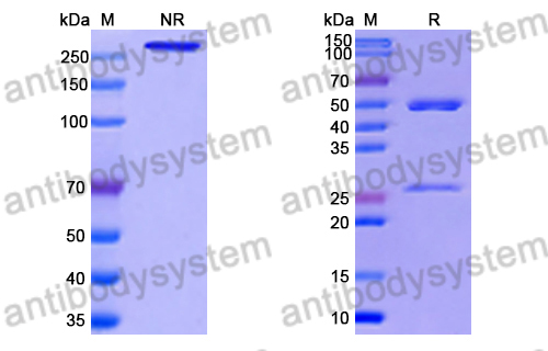 Research Grade Anti-RSV F/Fusion glycoprotein F0 (R4.C6) (DVV02816)