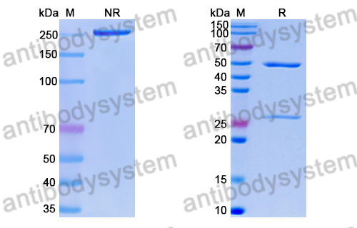 Research Grade Anti-RSV F/Fusion glycoprotein F0 (RSD5) (DVV02818)