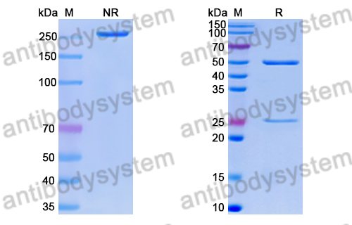 Research Grade Anti-RSV F/Fusion glycoprotein F0 (01.4B) (DVV02821)