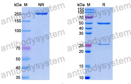 Research Grade Anti-RSV pre-F/pre-Fusion glycoprotein F0 (ADI-14442) (DVV02822)