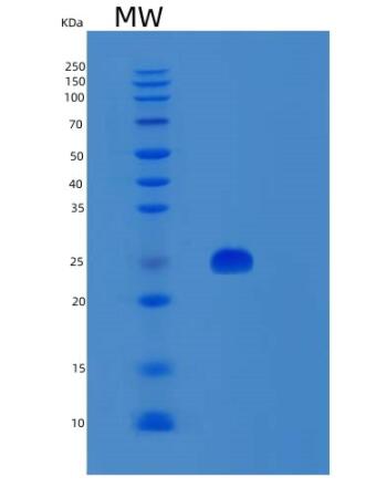 Recombinant Mouse Sod2 Protein