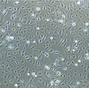 IAR20细胞