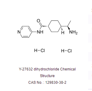 Y-27632 dihydrochloride抑制剂
