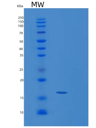 Recombinant Human SSBP1 Protein