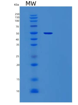 Recombinant Human STAMBPL1 Protein
