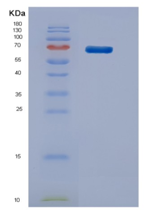 Recombinant Mouse Stip1 Protein