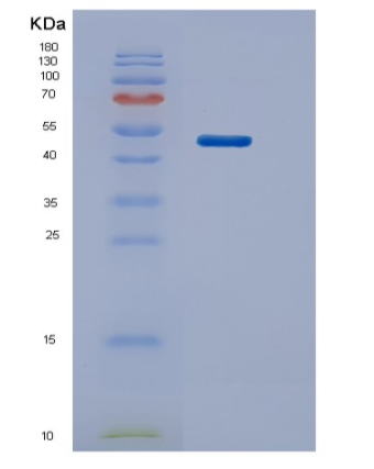 Recombinant Human STK11 Protein