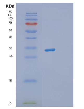 Recombinant Human STX3 Protein