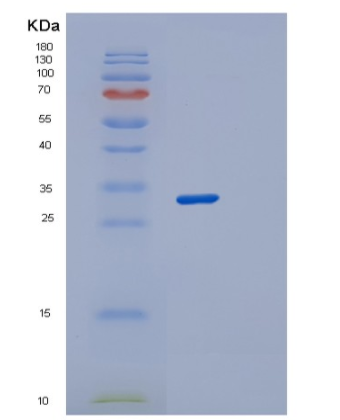 Recombinant Human STX2 Protein