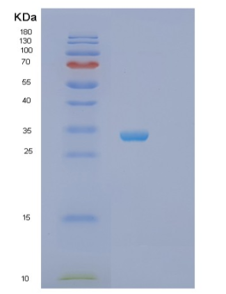 Recombinant Human STX4 Protein
