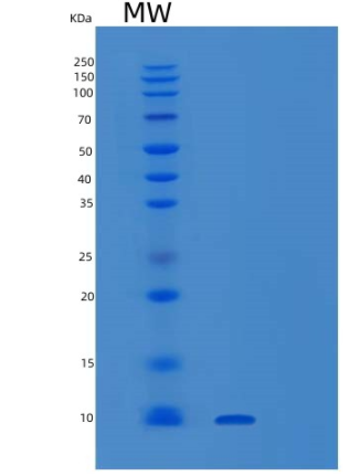 Recombinant Human SUMO-2 Protein