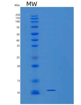 Recombinant Human SUMO-3 Protein