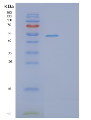 Recombinant Human SUOX Protein