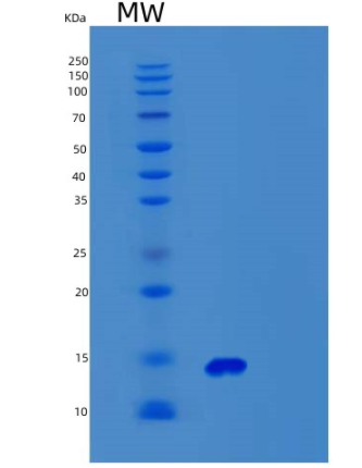 Recombinant Human Synaptobrevin 2 Protein