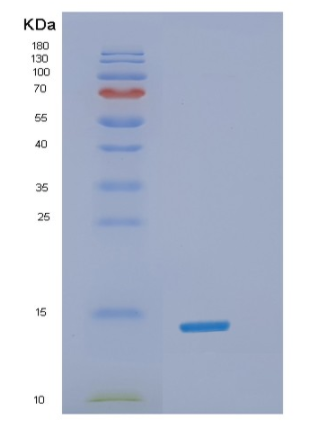 Recombinant Human α-Synuclein Protein