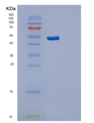 Recombinant Human SYT11 Protein