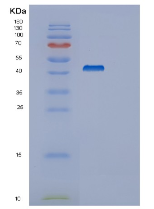 Recombinant Human SYT4 Protein