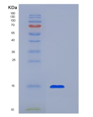 Recombinant Transforming Growth Factor Beta 1 (TGFb1).