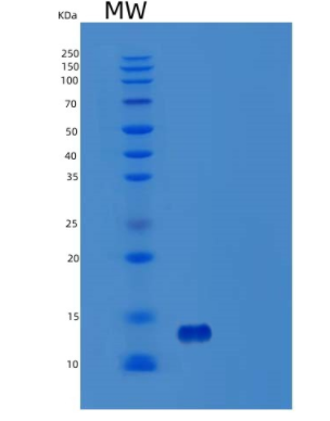 Recombinant Human TSTD3 Protein