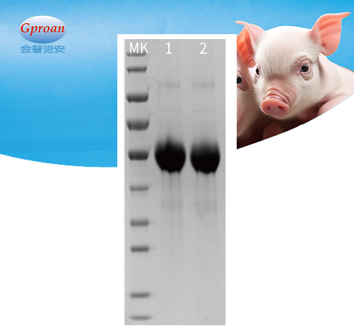 猪瘟E2亚单位蛋白