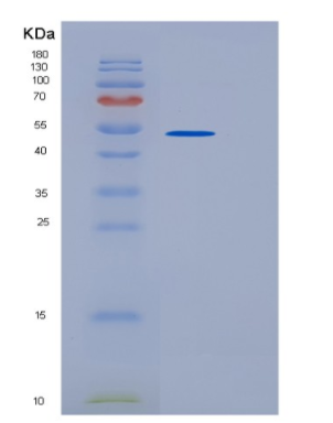 Recombinant Human UBA3 Protein