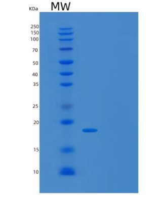 Recombinant Human UBL4A Protein