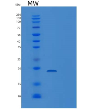 Recombinant Human XAF1 Protein