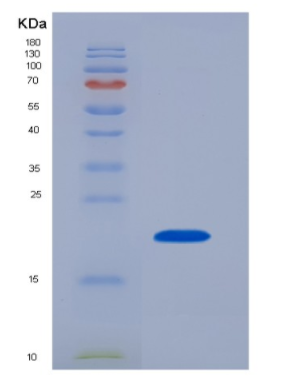 Recombinant Interleukin 17 (IL17)