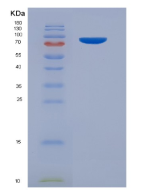 Eukaryotic Platelet/Endothelial Cell Adhesion Molecule (PECAM1)