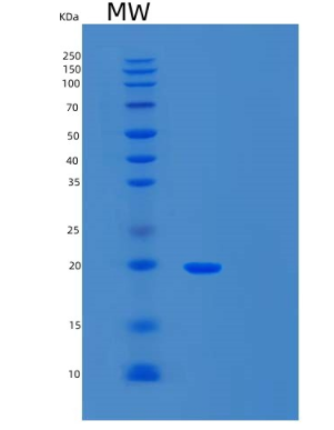Recombinant Mouse T cell Immunoglobulin and Mucin Domain-3 Protein