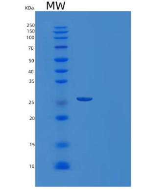 Recombinant Human Ly6/PLAUR Domain-Containing Protein 3 Protein