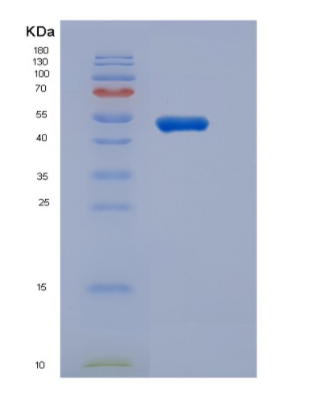 Recombinant Mouse Growth Hormone receptor Protein