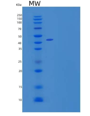 Recombinant Mouse IAP/OA3/CD47 Protein(C-Fc)