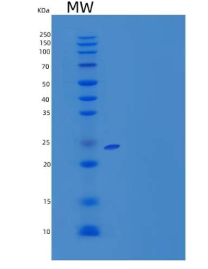 Recombinant Mouse HLA class II histocompatibility antigen gamma chain Protein