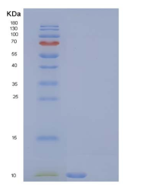 Recombinant Rat C-C motif chemokine 5 Protein