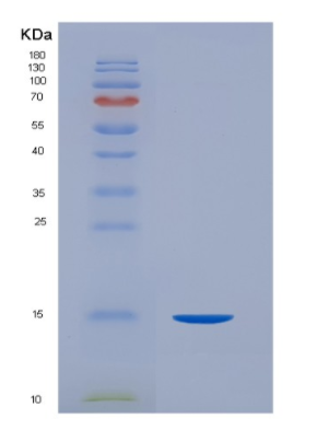 Eukaryotic Cluster Of Differentiation 99 (CD99)