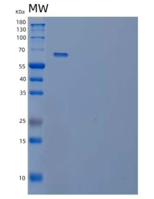 Recombinant Human Cyr61/CCN1 Protein(C-Fc)