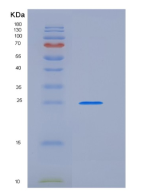 Eukaryotic Interferon Omega (IFNw)