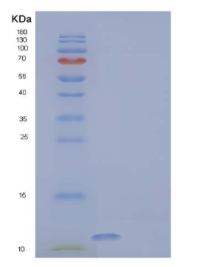 Recombinant Human Protein S100-A13 Protein