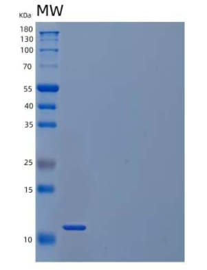 Recombinant Mouse C-C Motif Chemokine 21a/CCL21a//6CkineProtein